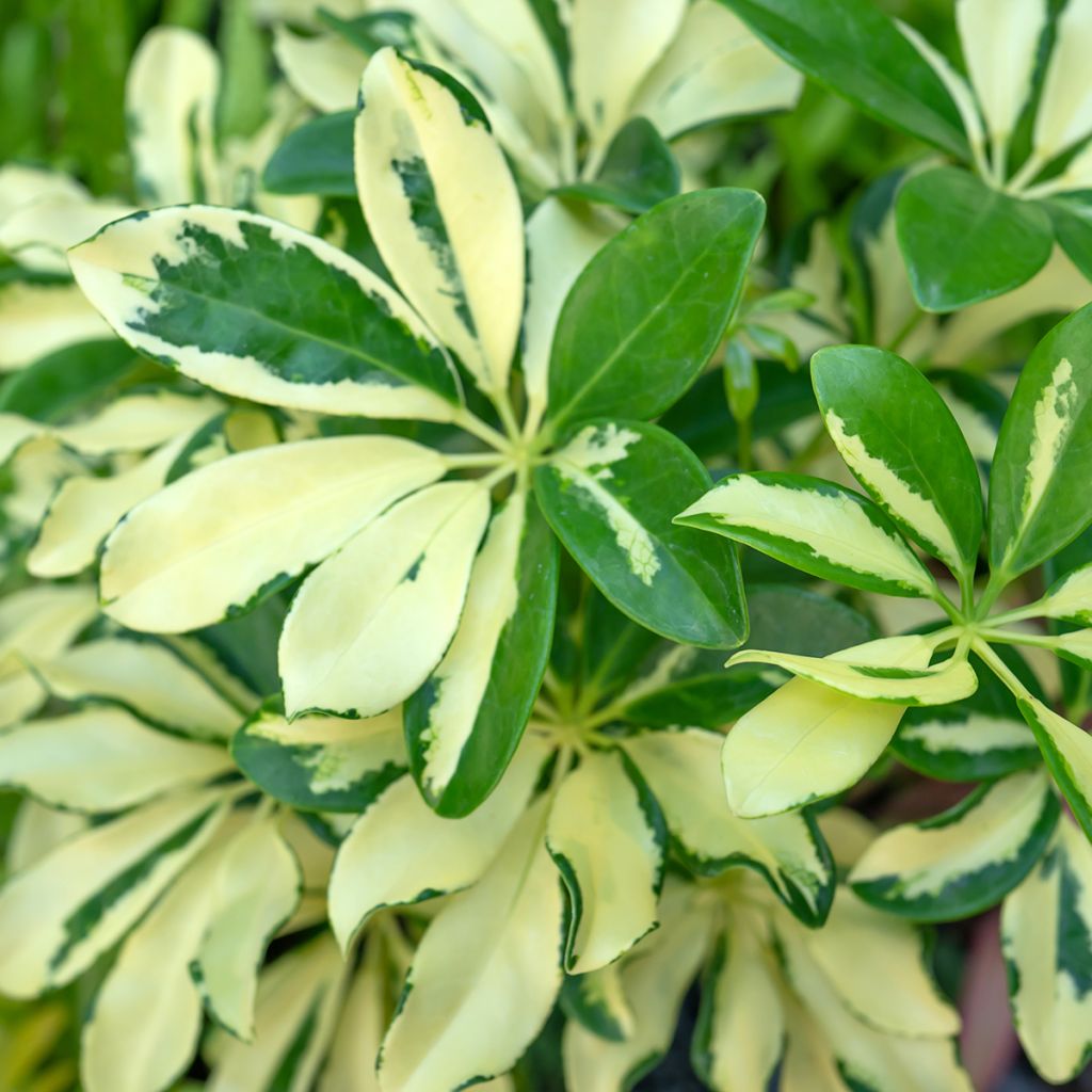 Schefflera Madame De Smet