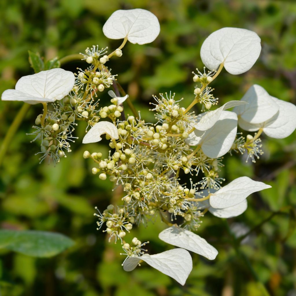 Schizophragma hydrangeoides Snow Sensation