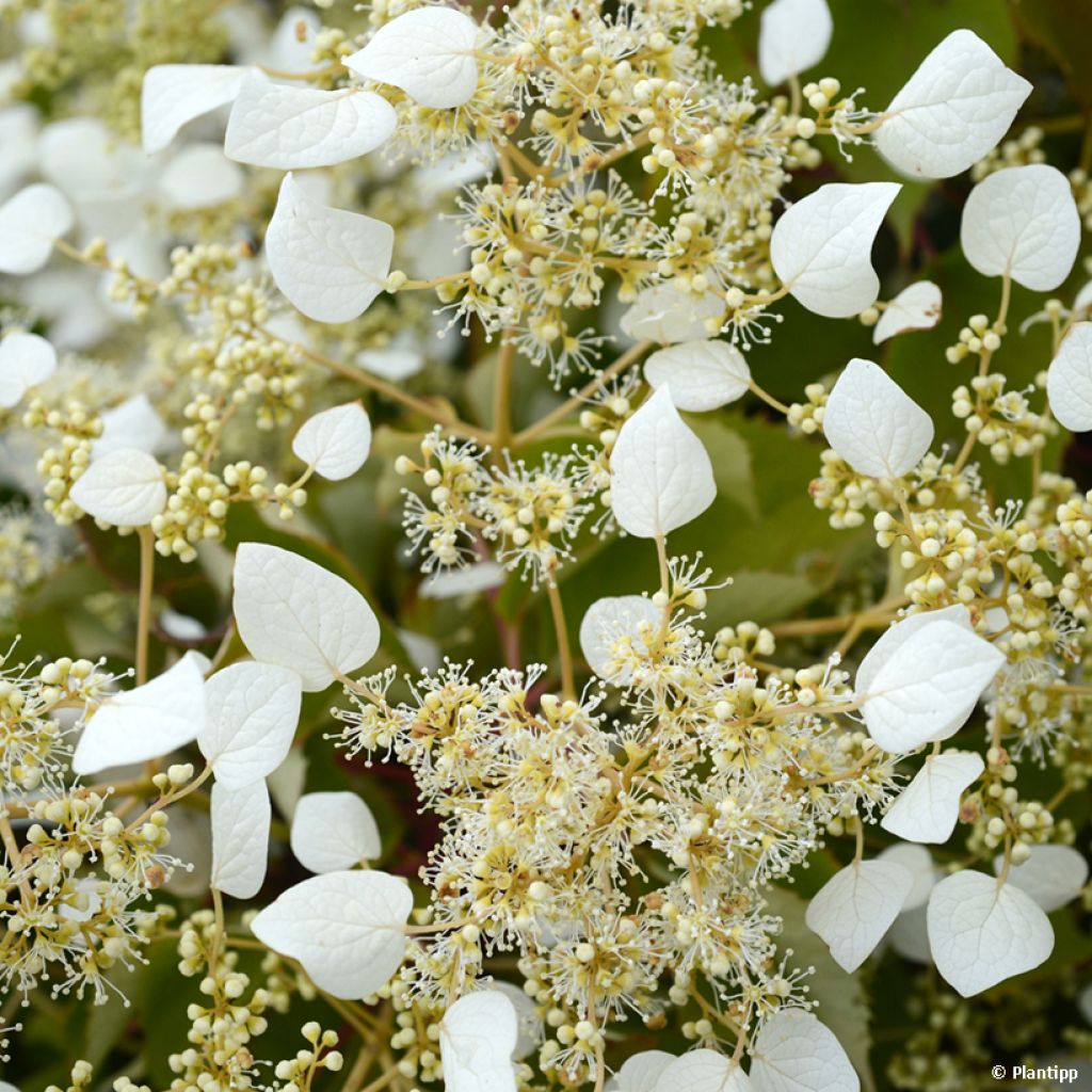 Schizophragma hydrangeoides Snow Sensation