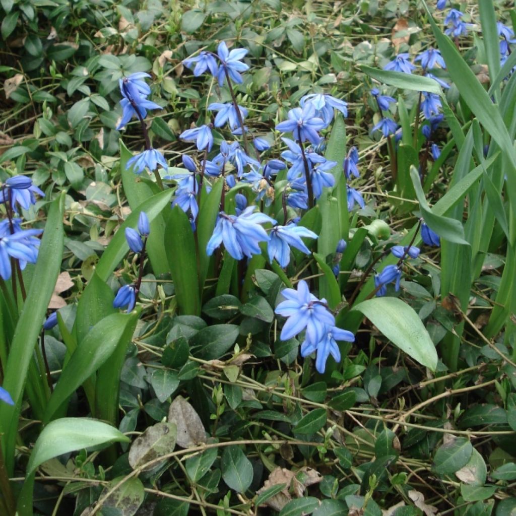 Scille de Sibérie - Scilla sibirica Spring Beauty