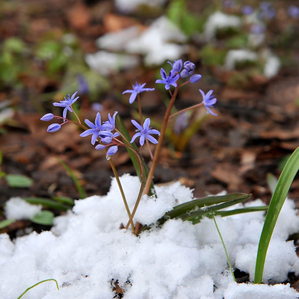 Scilla siberica Spring Beauty - Falso giacinto