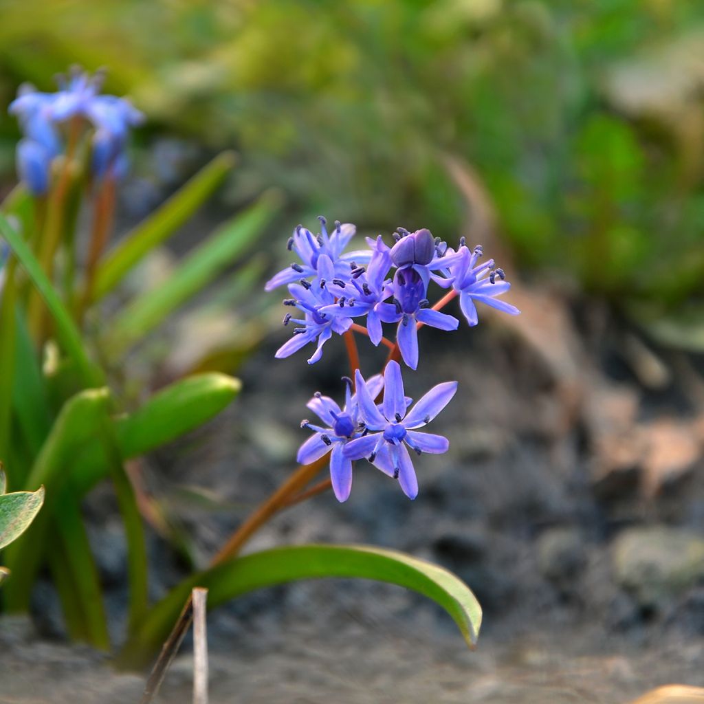 Scilla siberica Spring Beauty - Falso giacinto