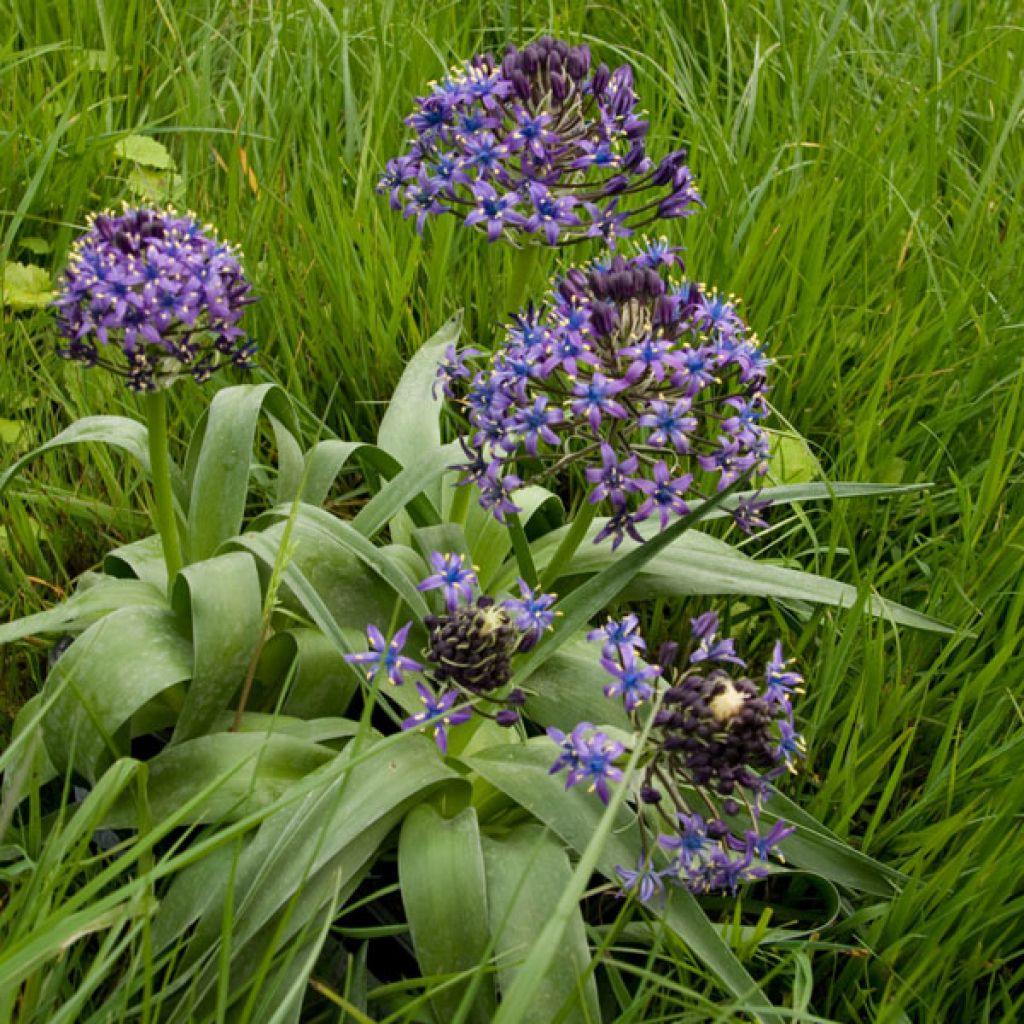 Scilla peruviana - Scilla maggiore