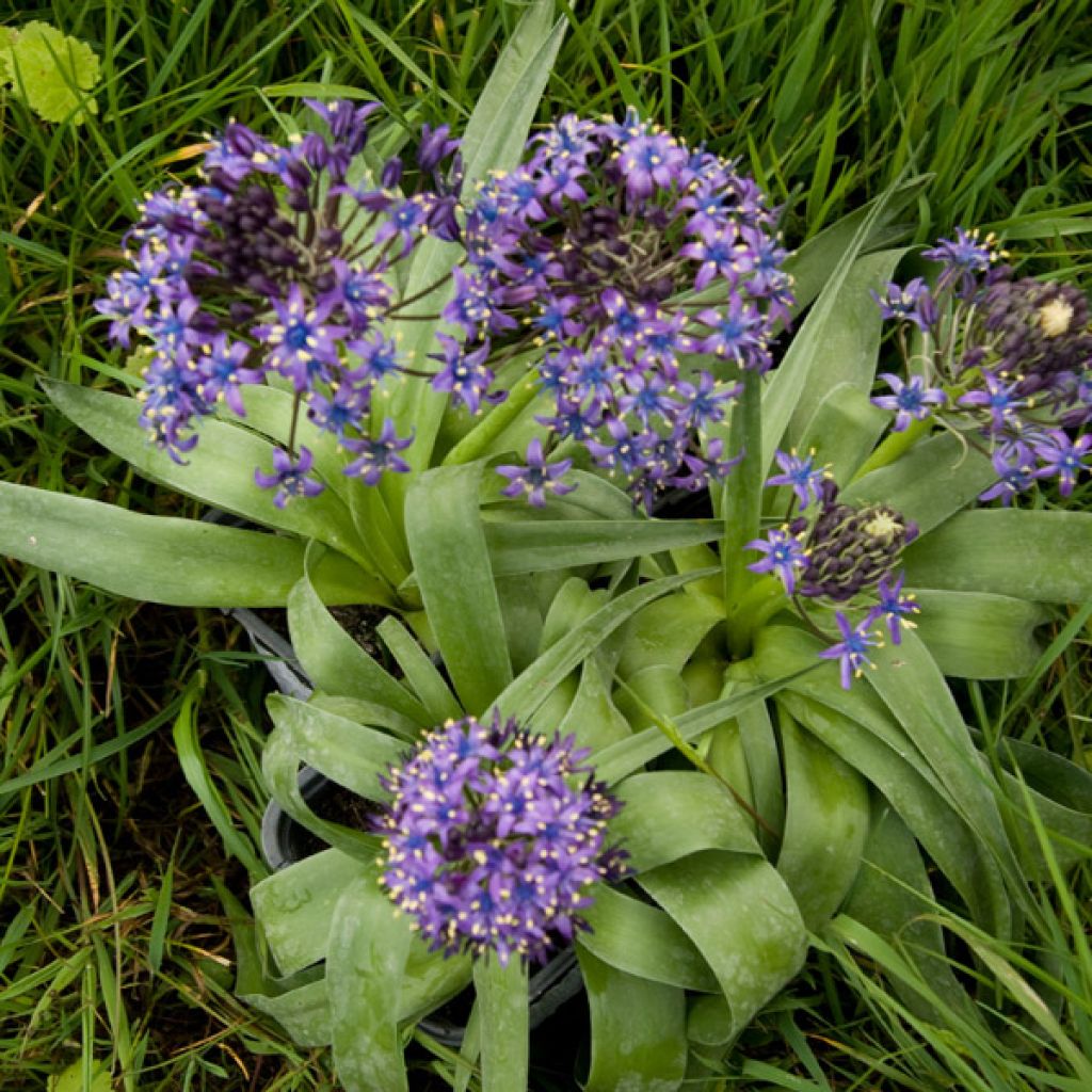Scilla peruviana - Scilla maggiore
