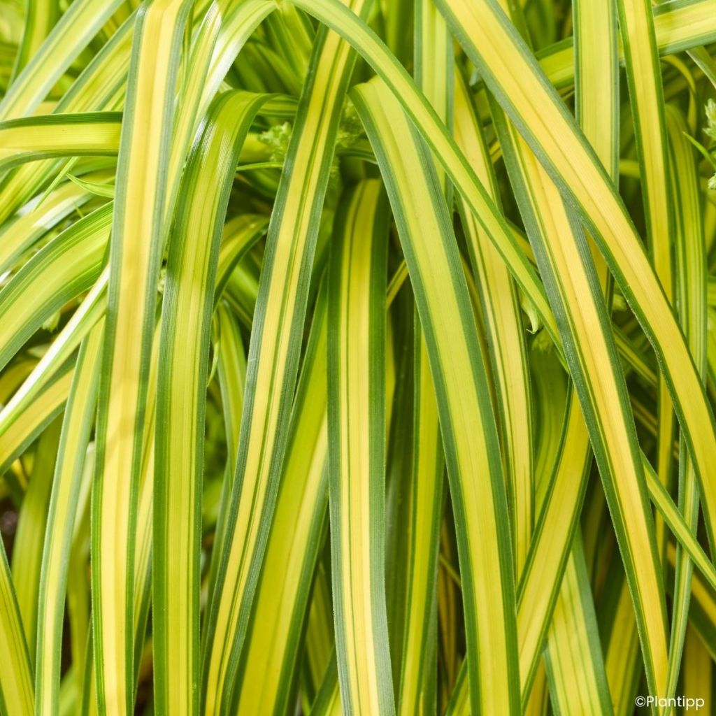 Scirpus pendulus Stars and Strips (semi)