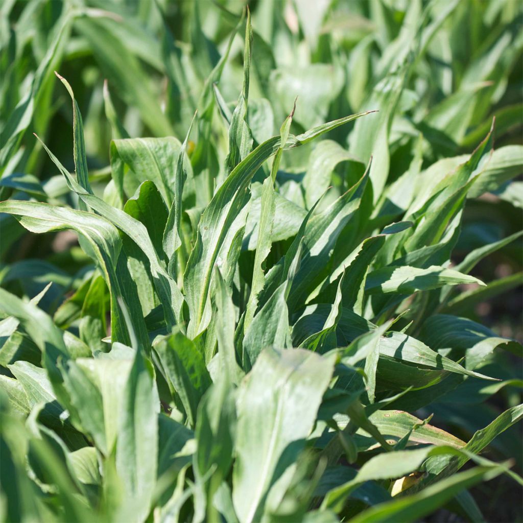 Scorzonera di Spagna Gigante nera di Russia