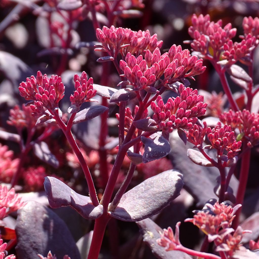 Sedum telephium Chocolate Cherry
