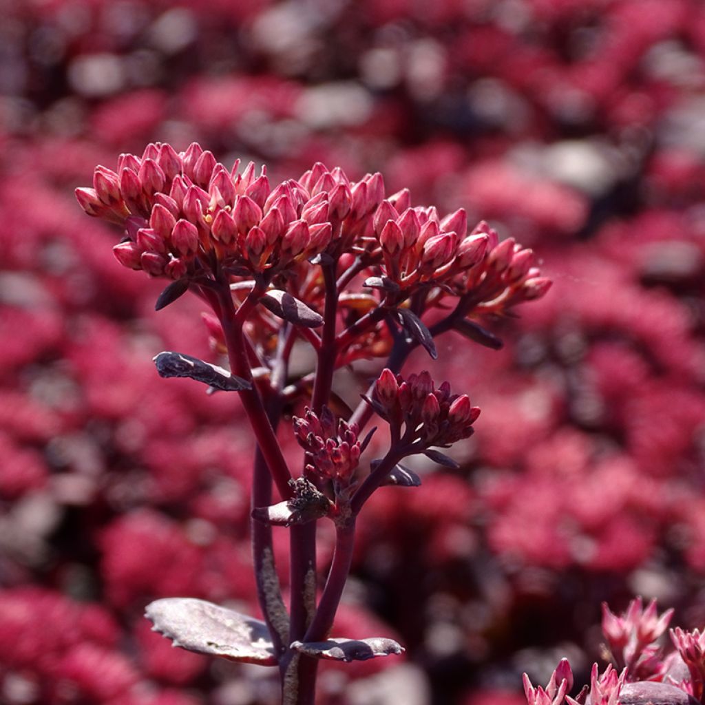 Sedum telephium Chocolate Cherry