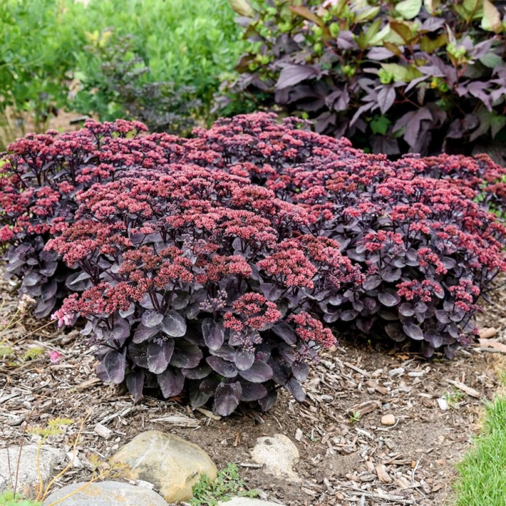 Sedum Back in Black - Borracina