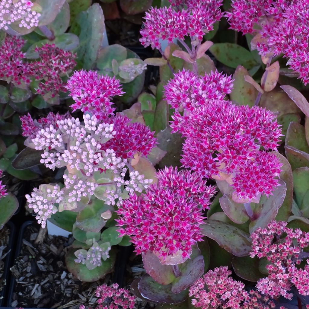 Sedum telephium Thunderhead