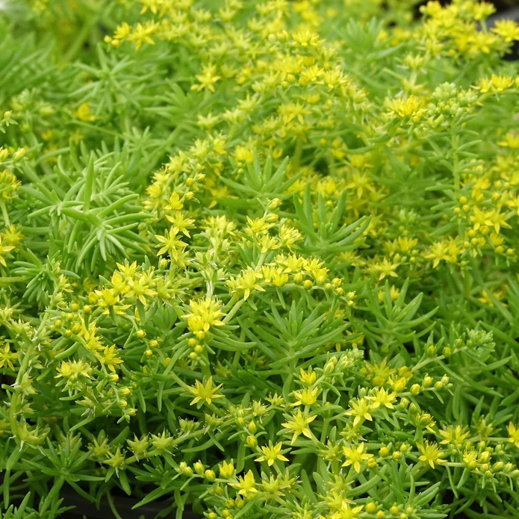 Sedum Lemon Ball