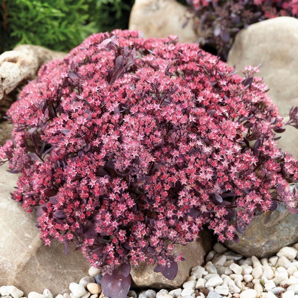 Sedum Sunsparkler Plum Dazzled