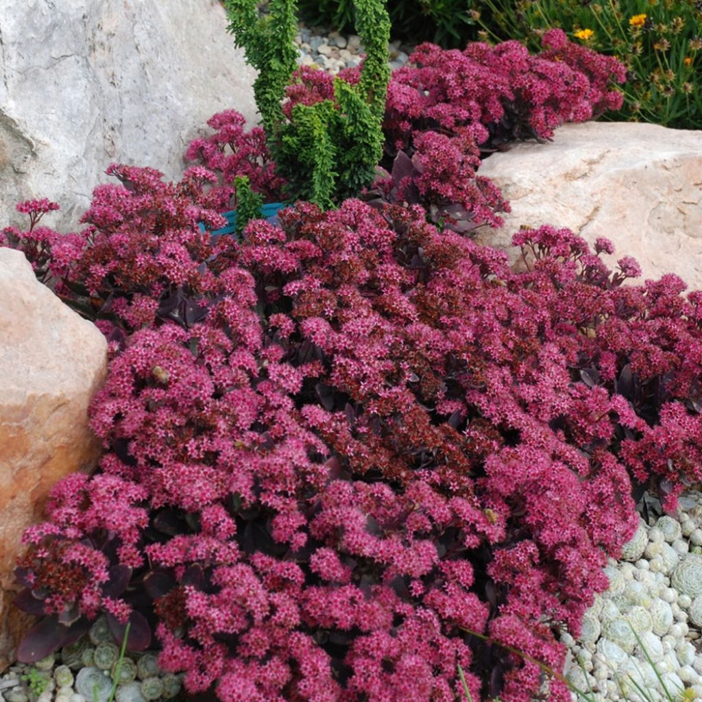 Sedum Sunsparkler Plum Dazzled