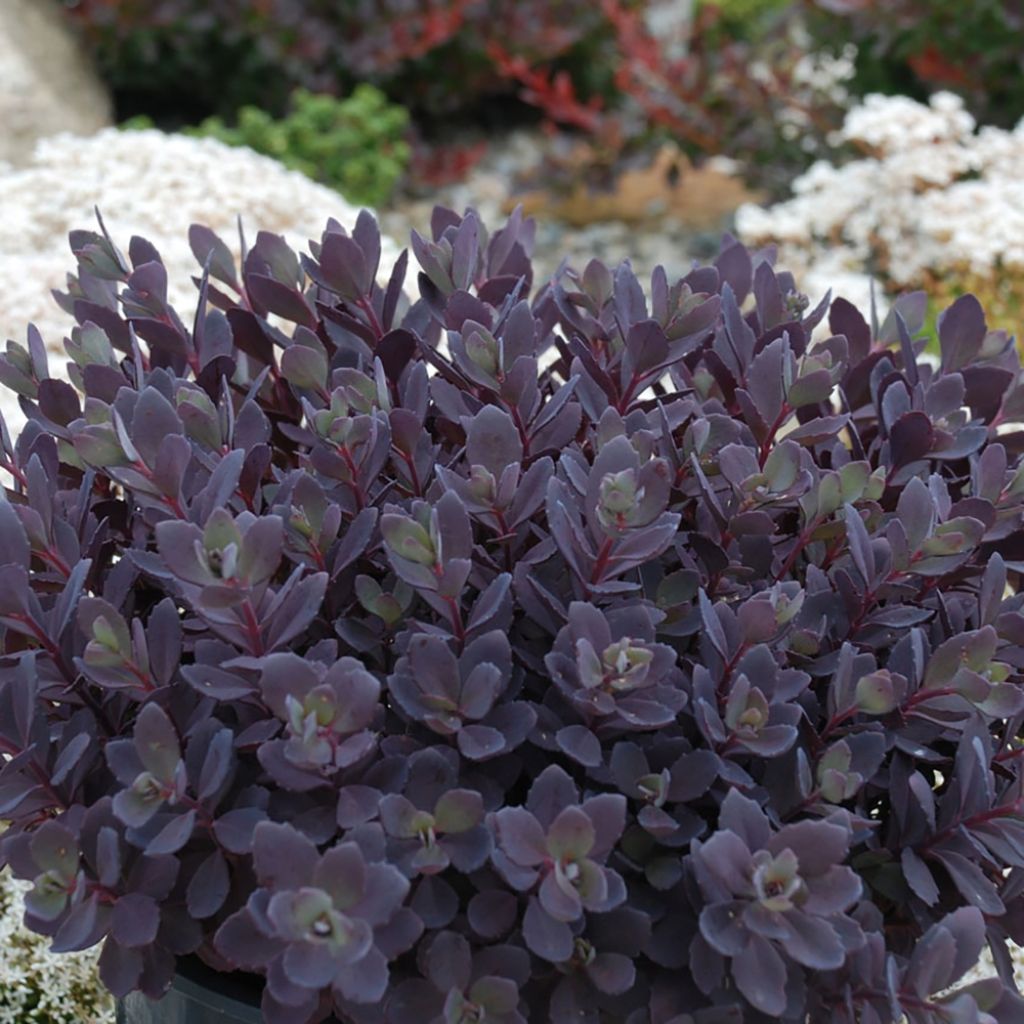 Sedum Sunsparkler Plum Dazzled