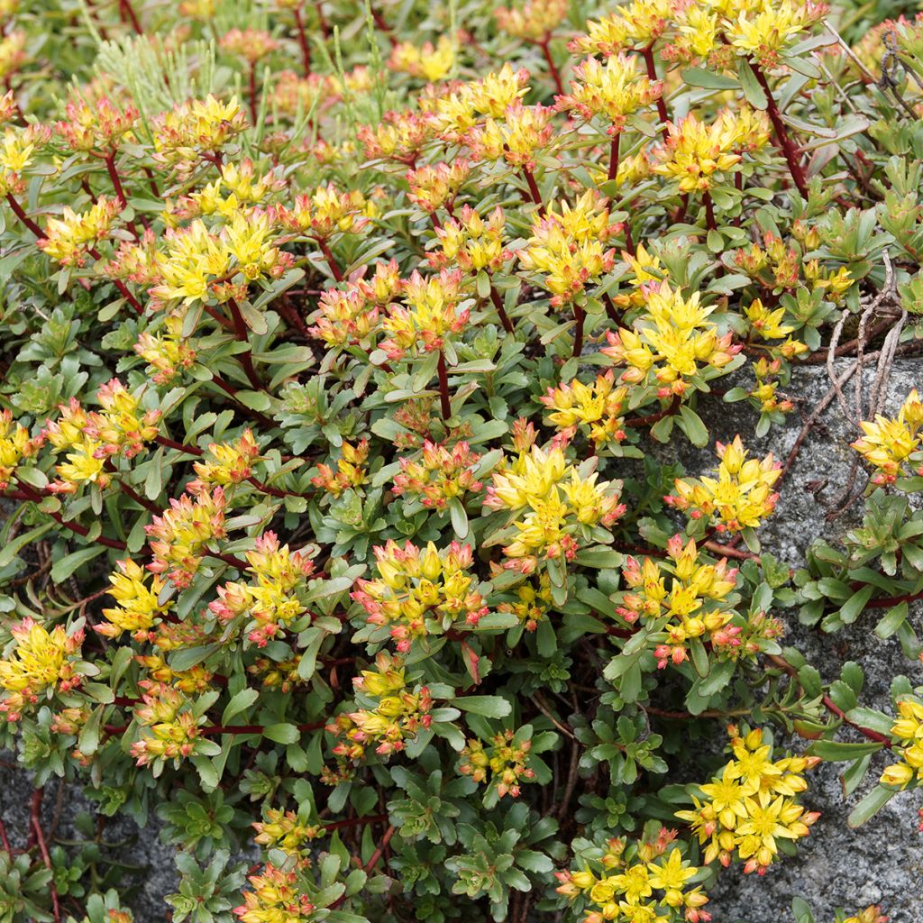 Sedum kamtschaticum var. floriferum Weihenstephaner Gold