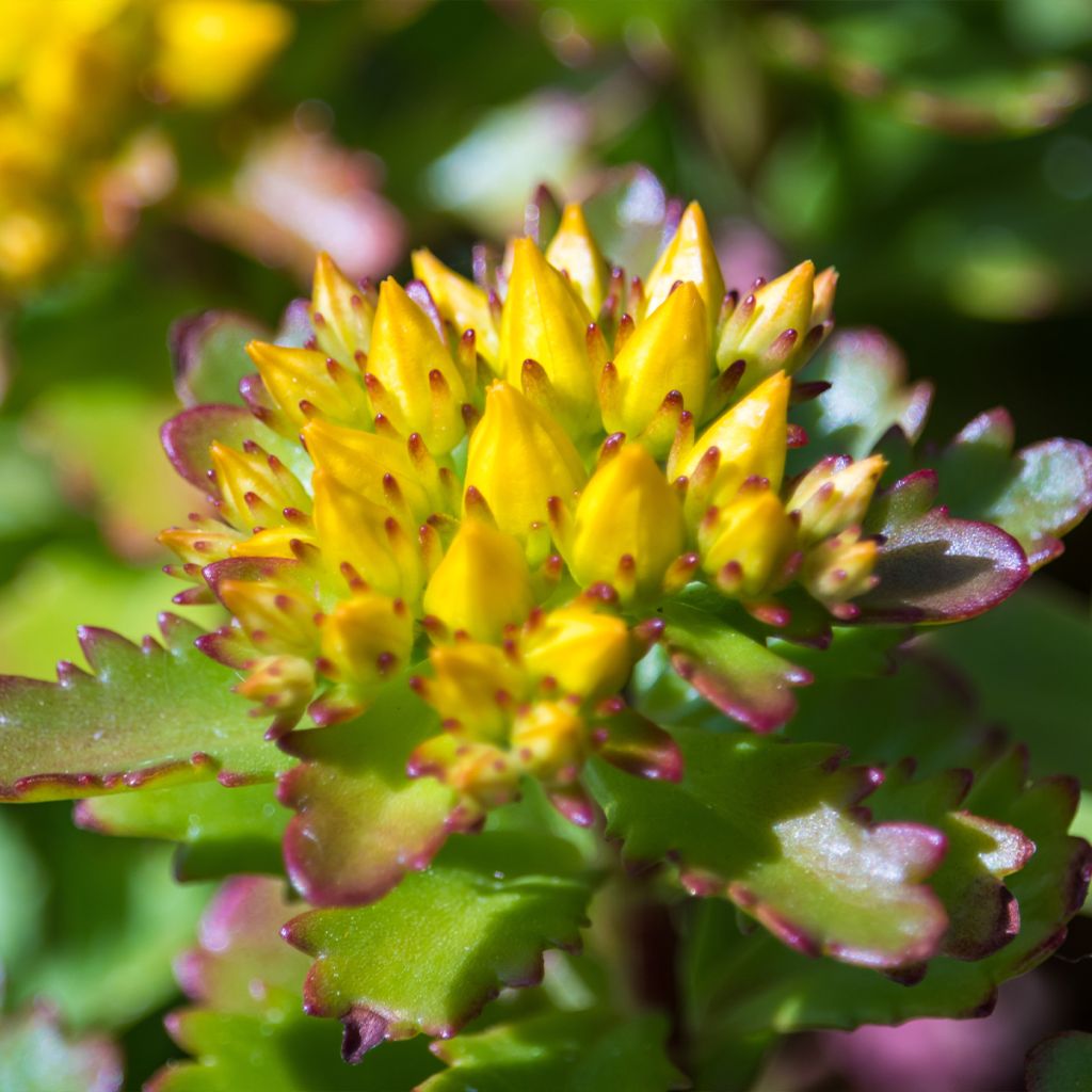 Sedum kamtschaticum var. floriferum Weihenstephaner Gold