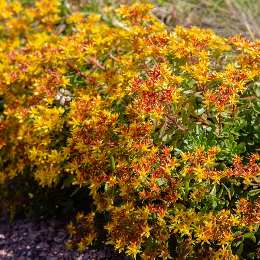 Sedum kamtschaticum var. floriferum Weihenstephaner Gold