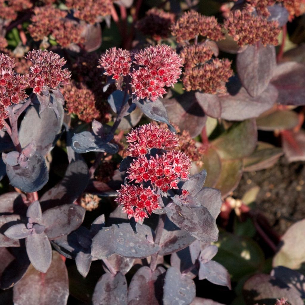 Sedum spectabile Jose Aubergine - Borracina