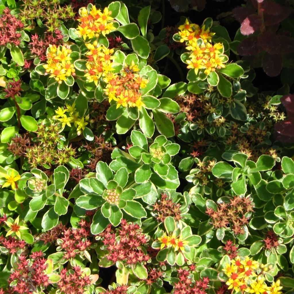 Sedum kamtchaticum Variegatum
