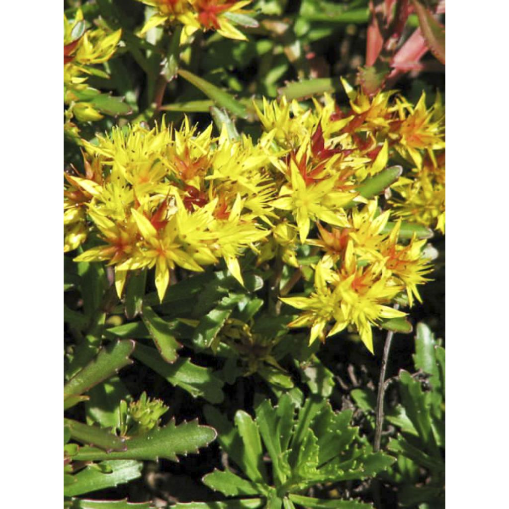 Sedum kamtschaticum subsp. middendorffianum - Orpin du Kamtchatka