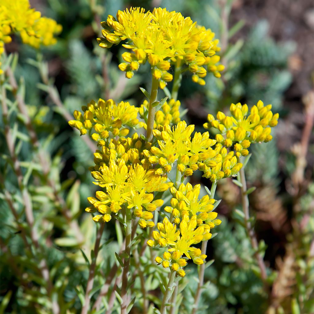 Sedum reflexum - Borracina rupestre
