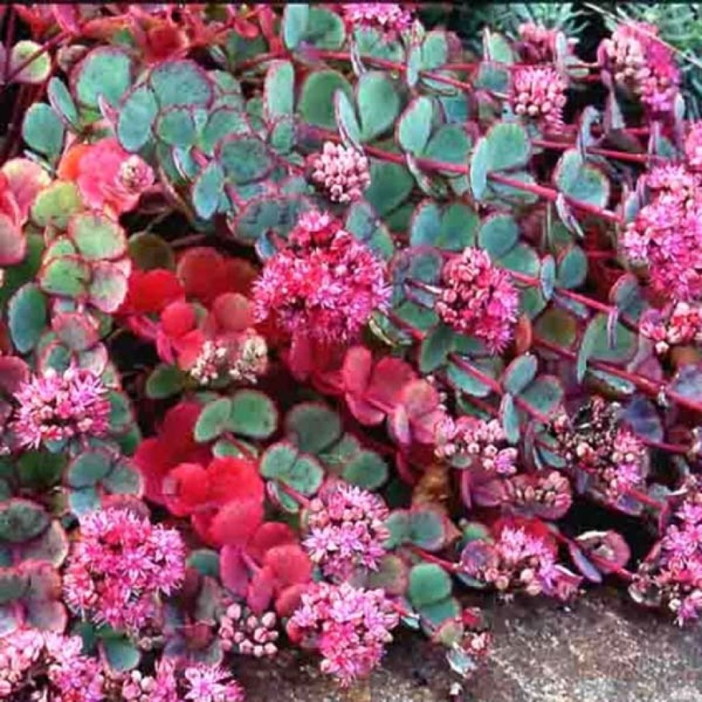 Sedum sieboldii sieboldii