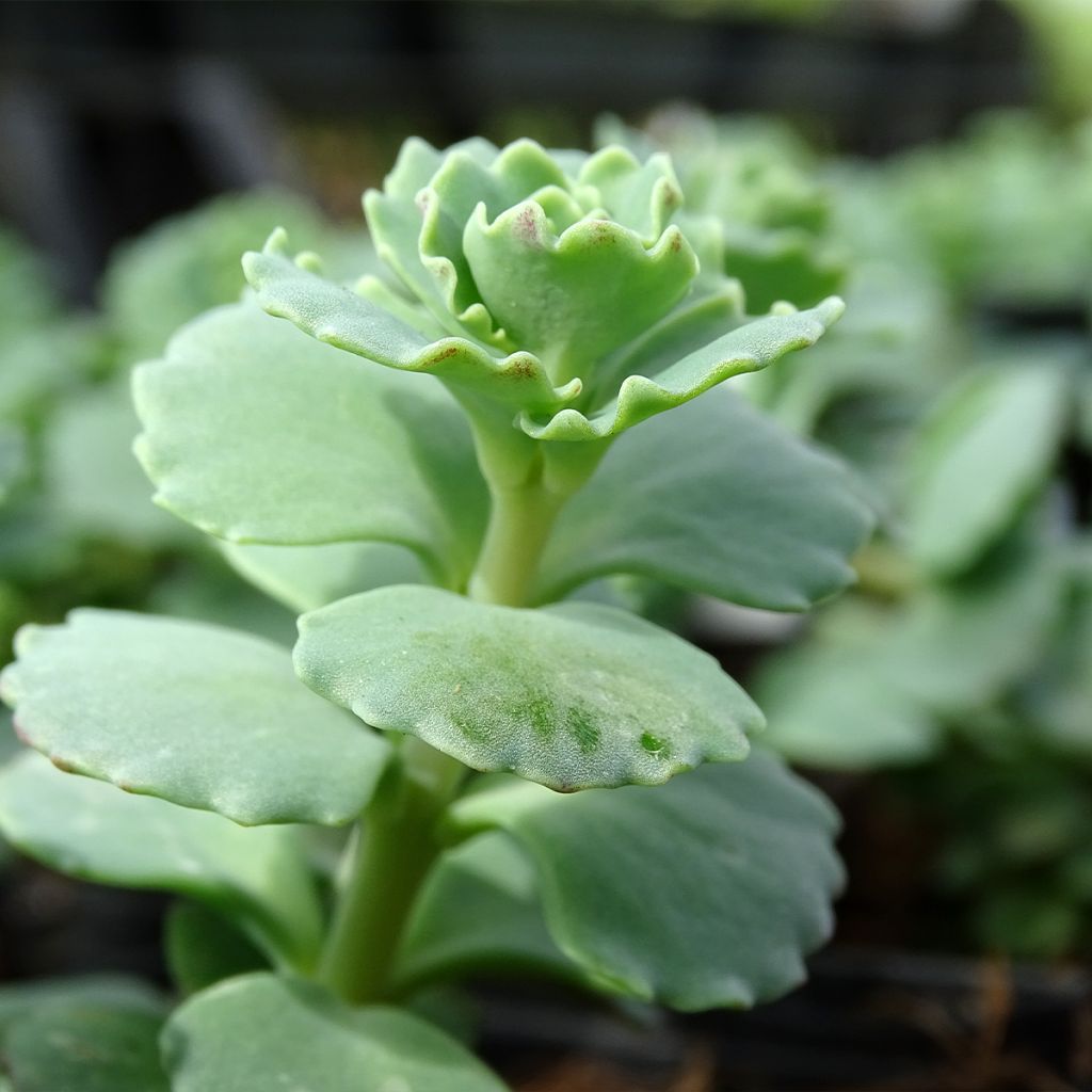 Sedum sieboldii sieboldii