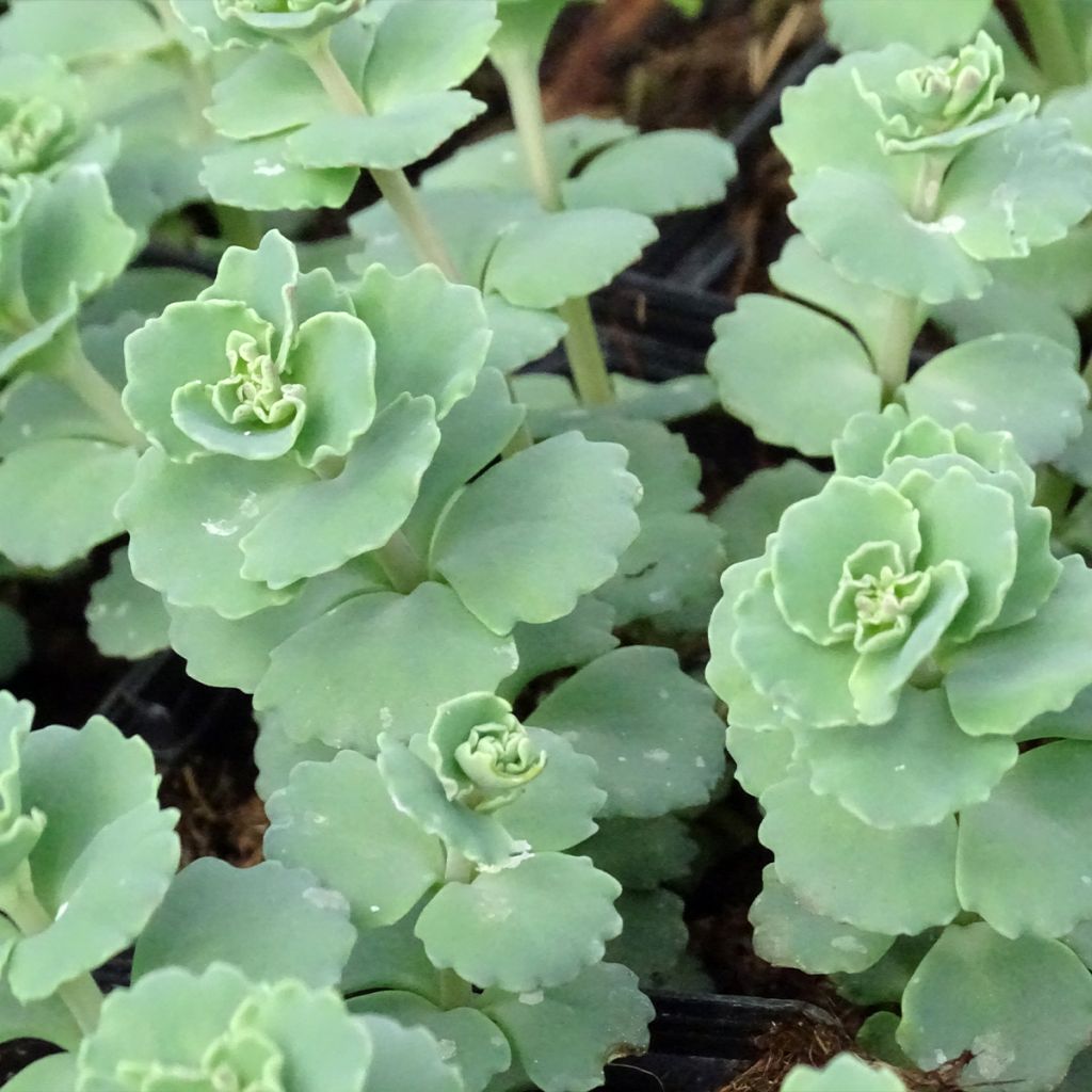 Sedum sieboldii sieboldii