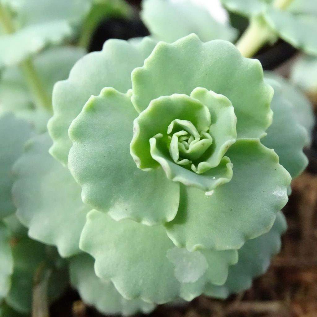 Sedum sieboldii sieboldii