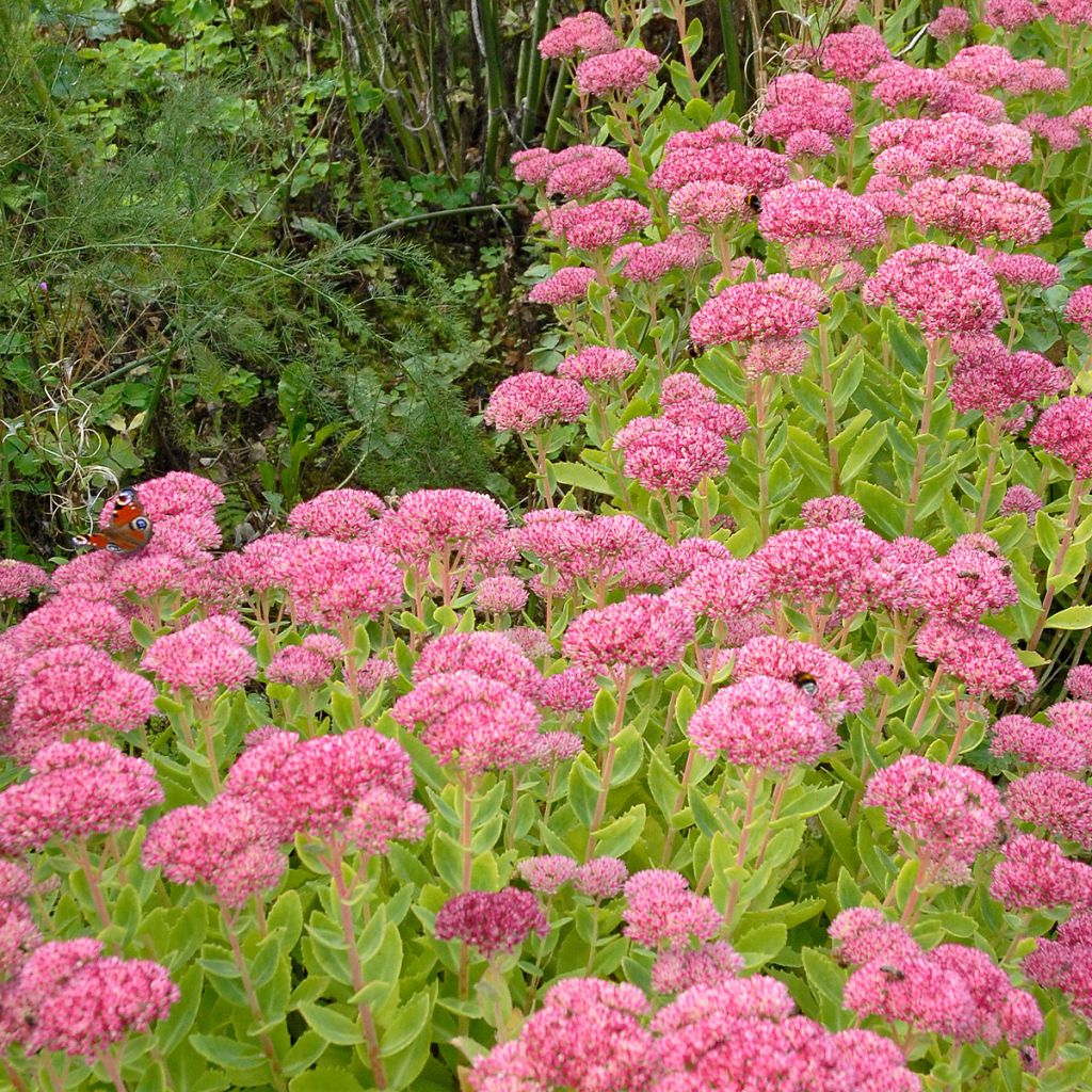 Sedum spectabile Brilliant - Borracina