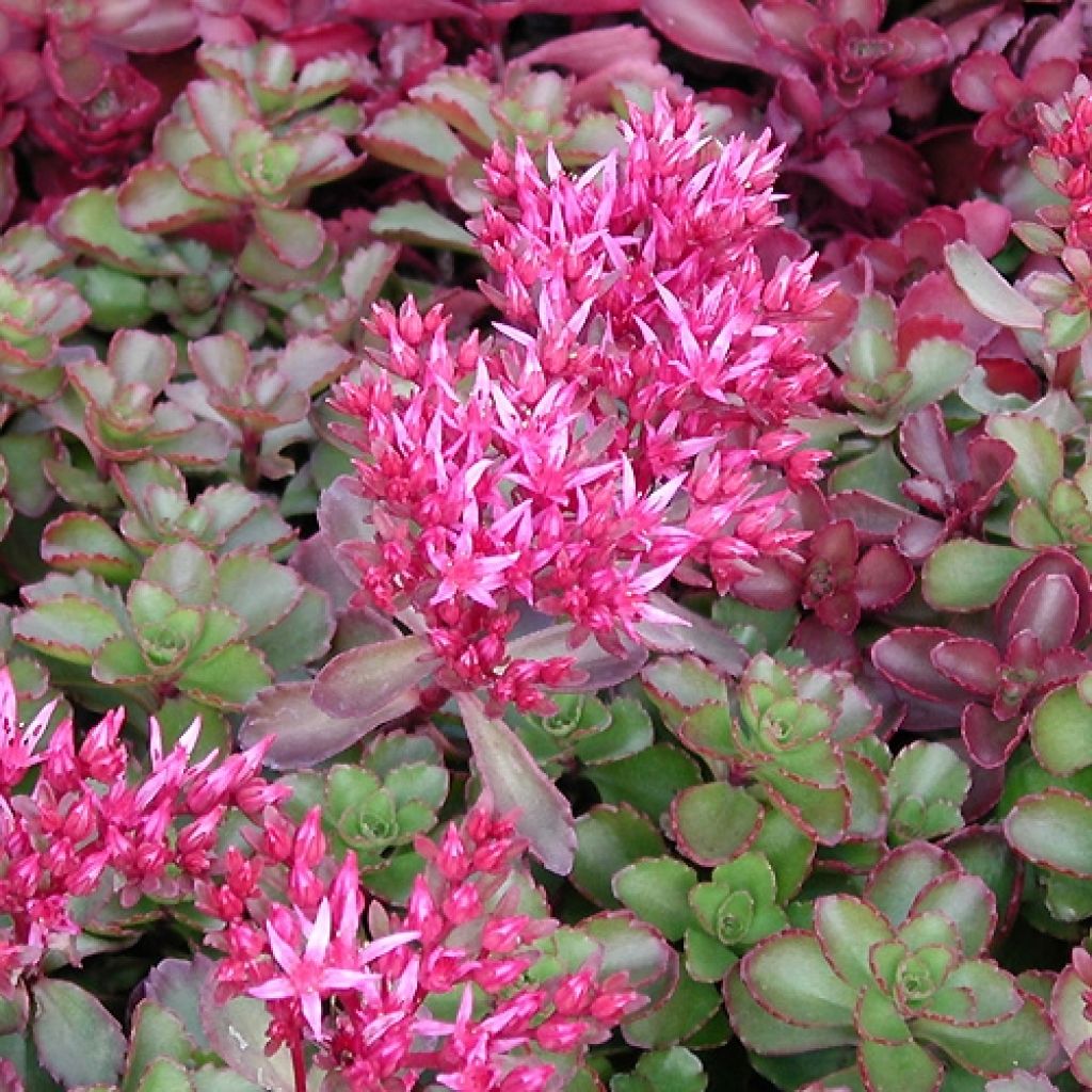 Sedum spurium Fuldaglut