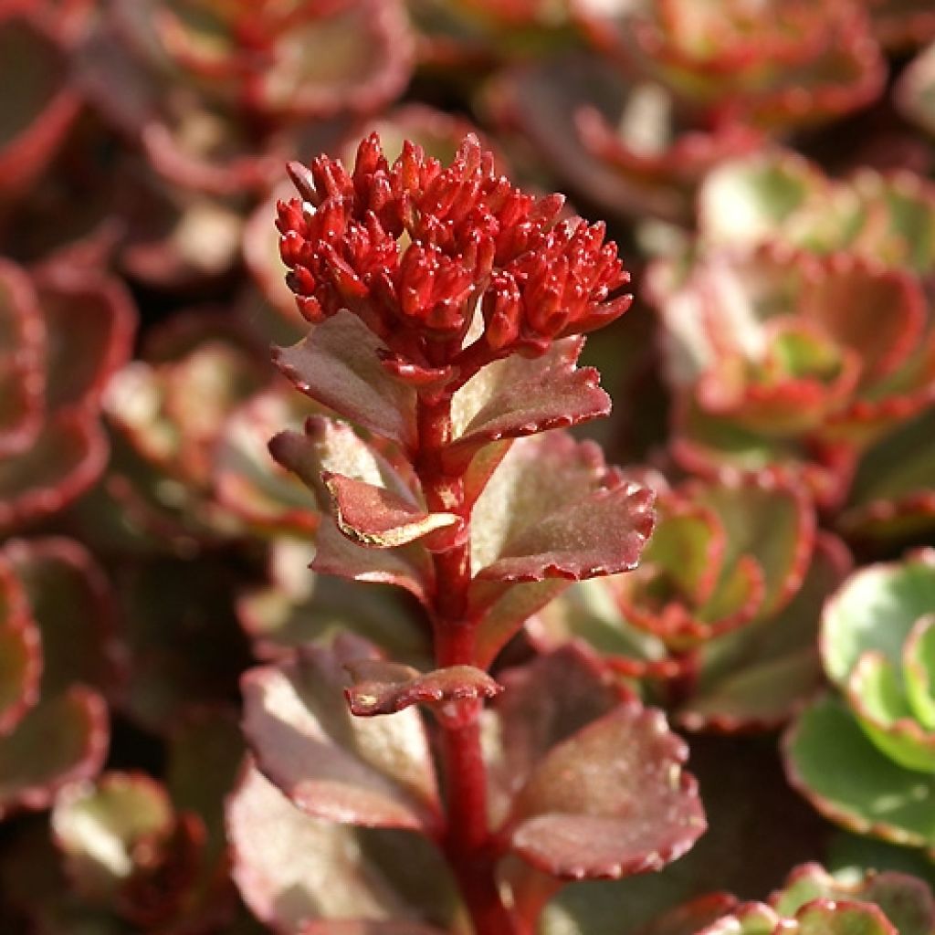 Sedum spurium Fuldaglut