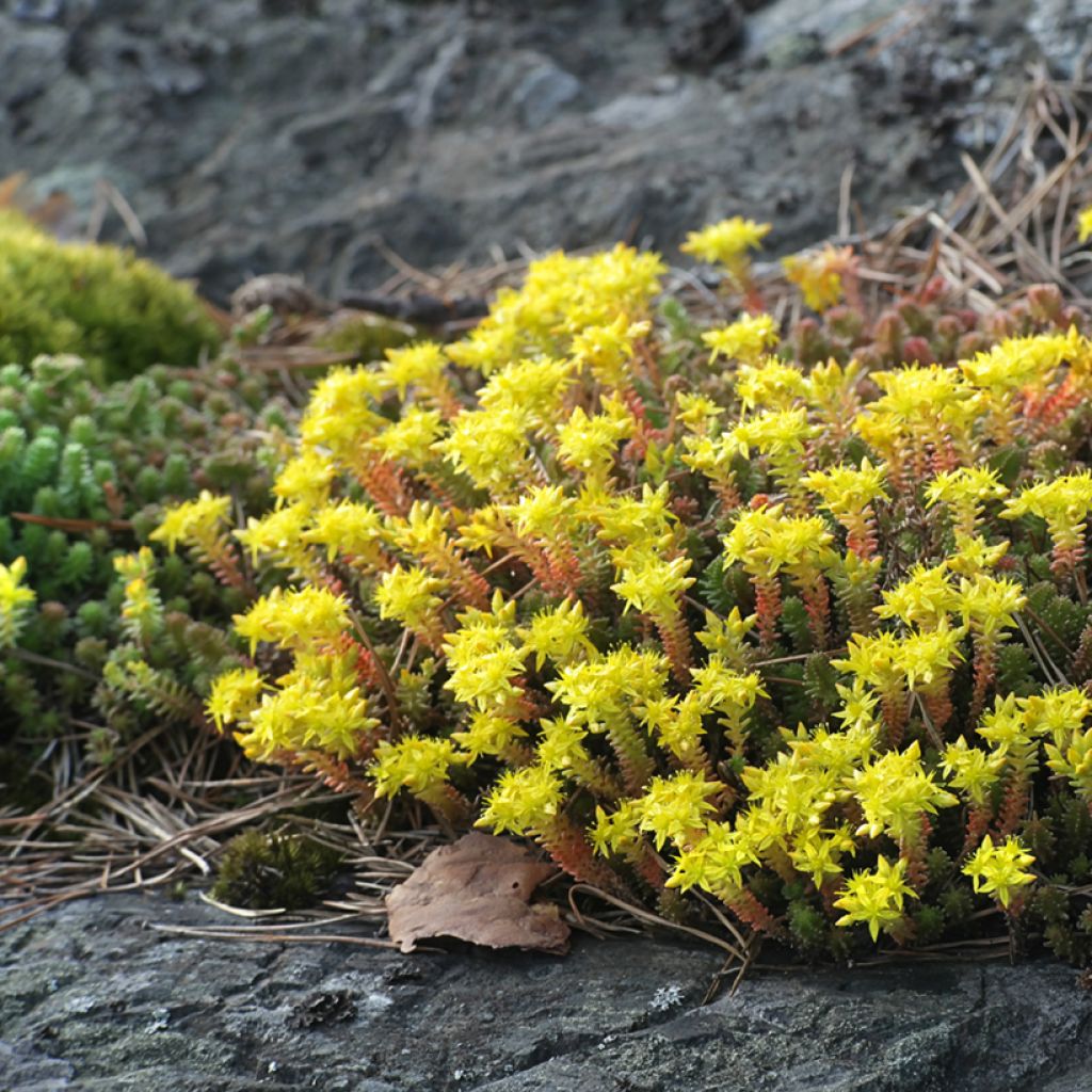 Sedum acre - Borracina acre