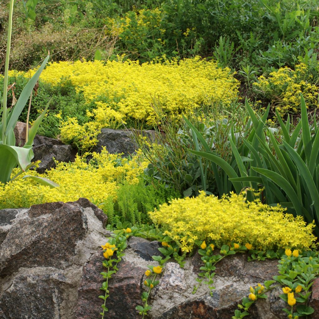 Sedum acre - Borracina acre
