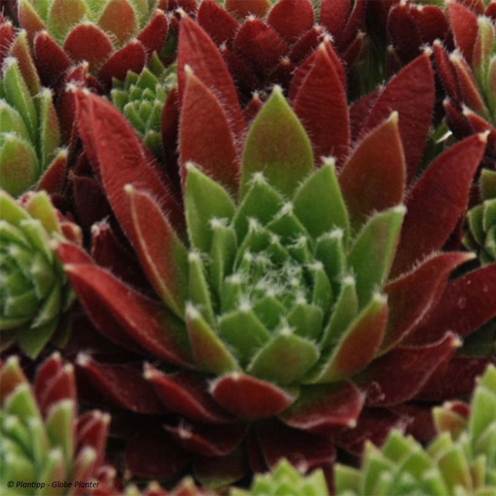 Sempervivum Chick Charms Cinnamon Starbust - Semprevivo