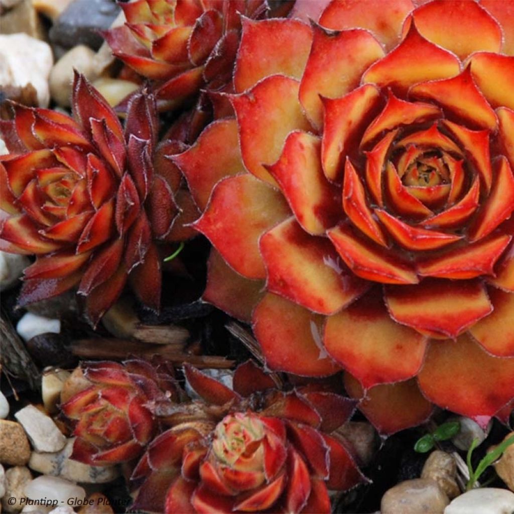 Sempervivum Chick Charms Gold Nugget - Semprevivo
