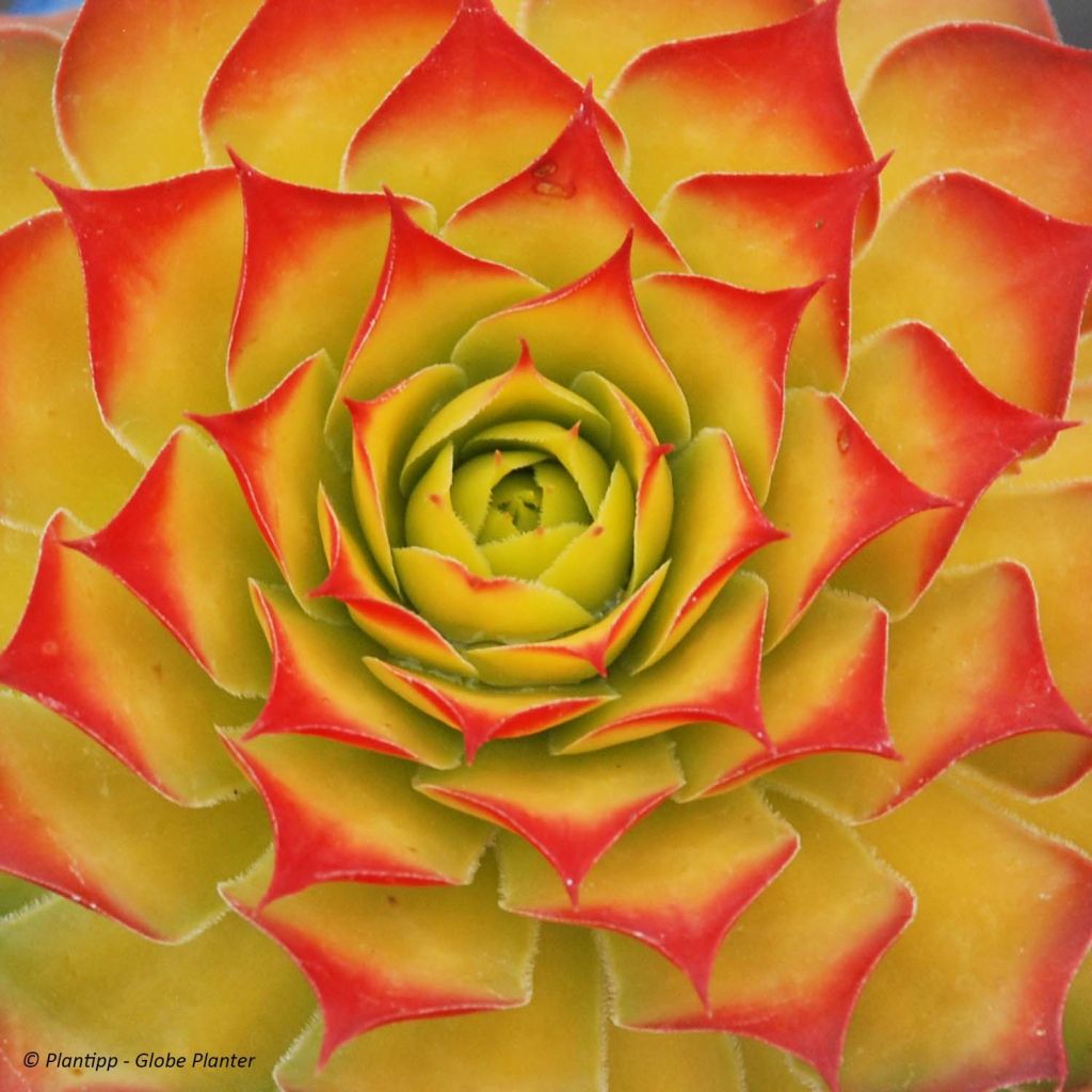 Sempervivum Chick Charms Gold Nugget - Semprevivo