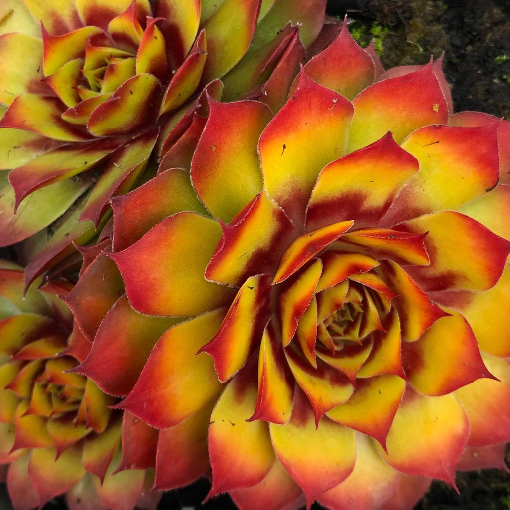 Sempervivum Chick Charms Gold Nugget - Semprevivo