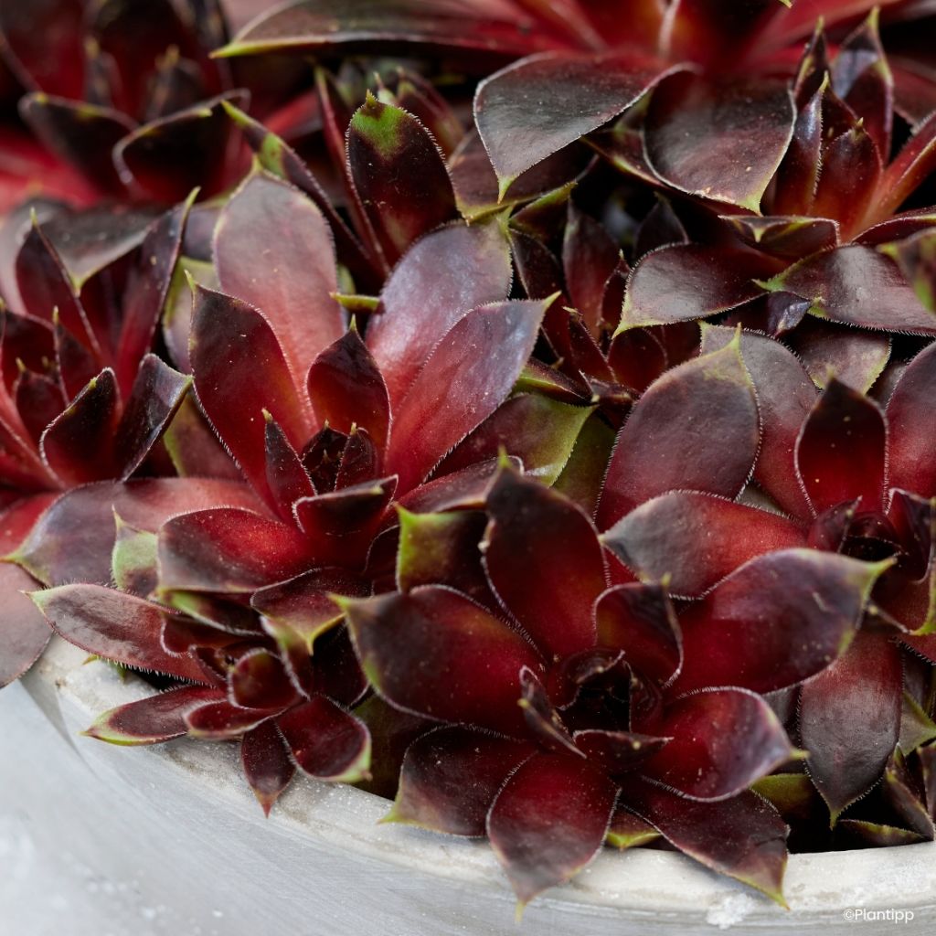 Sempervivum Colorockz Coconut Crystal - Joubarbe