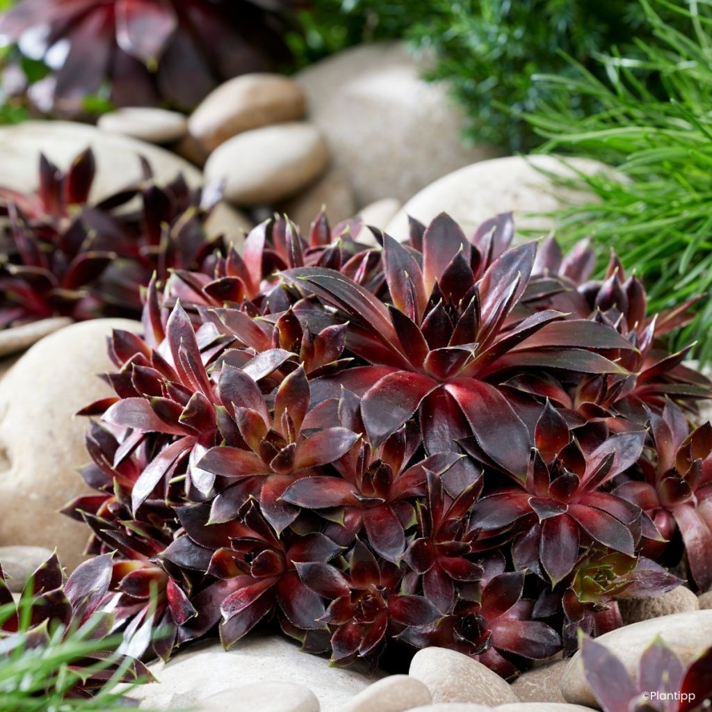 Sempervivum Colorockz Coconut Crystal - Joubarbe