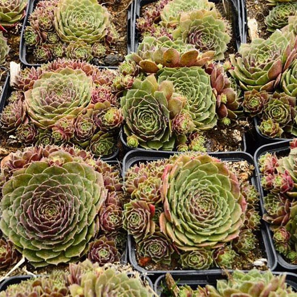 Sempervivum Granat - Semprevivo