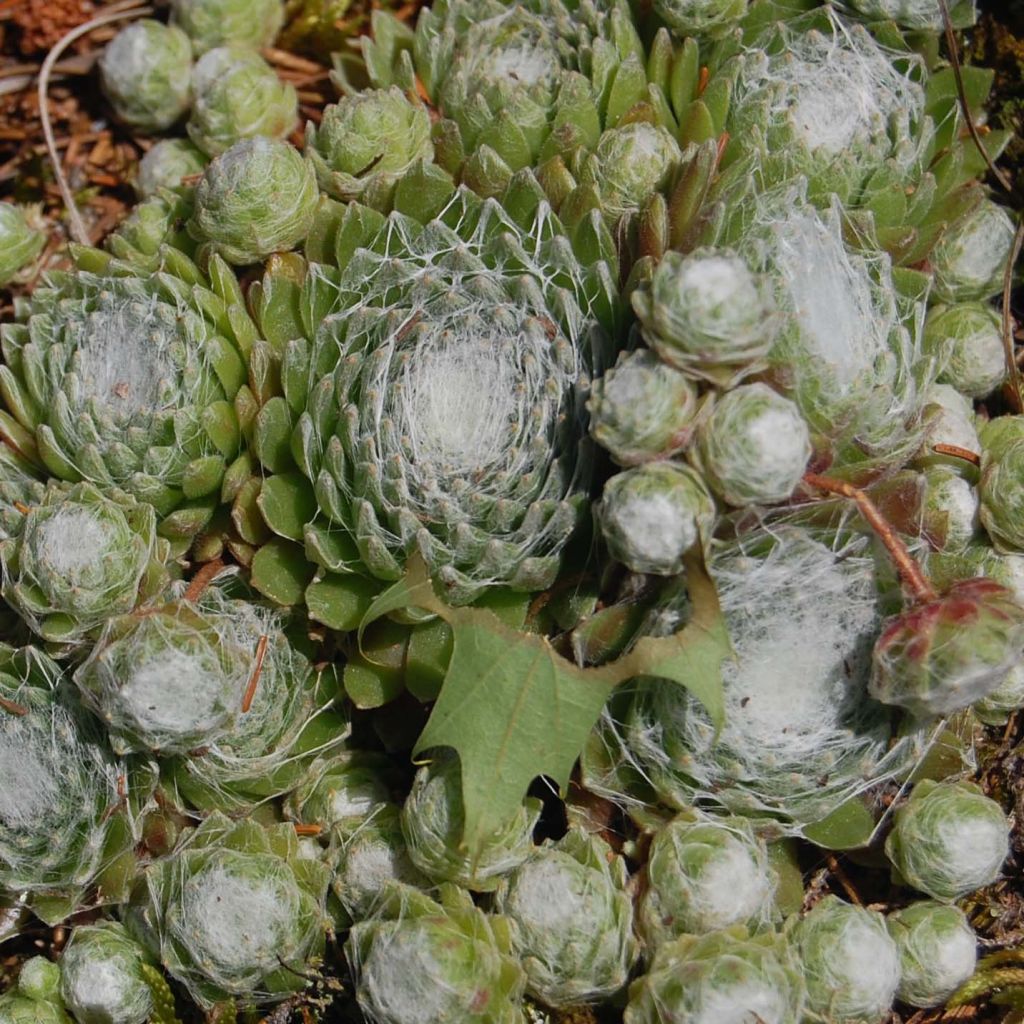Sempervivum arachnoideum - Semprevivo ragnateloso