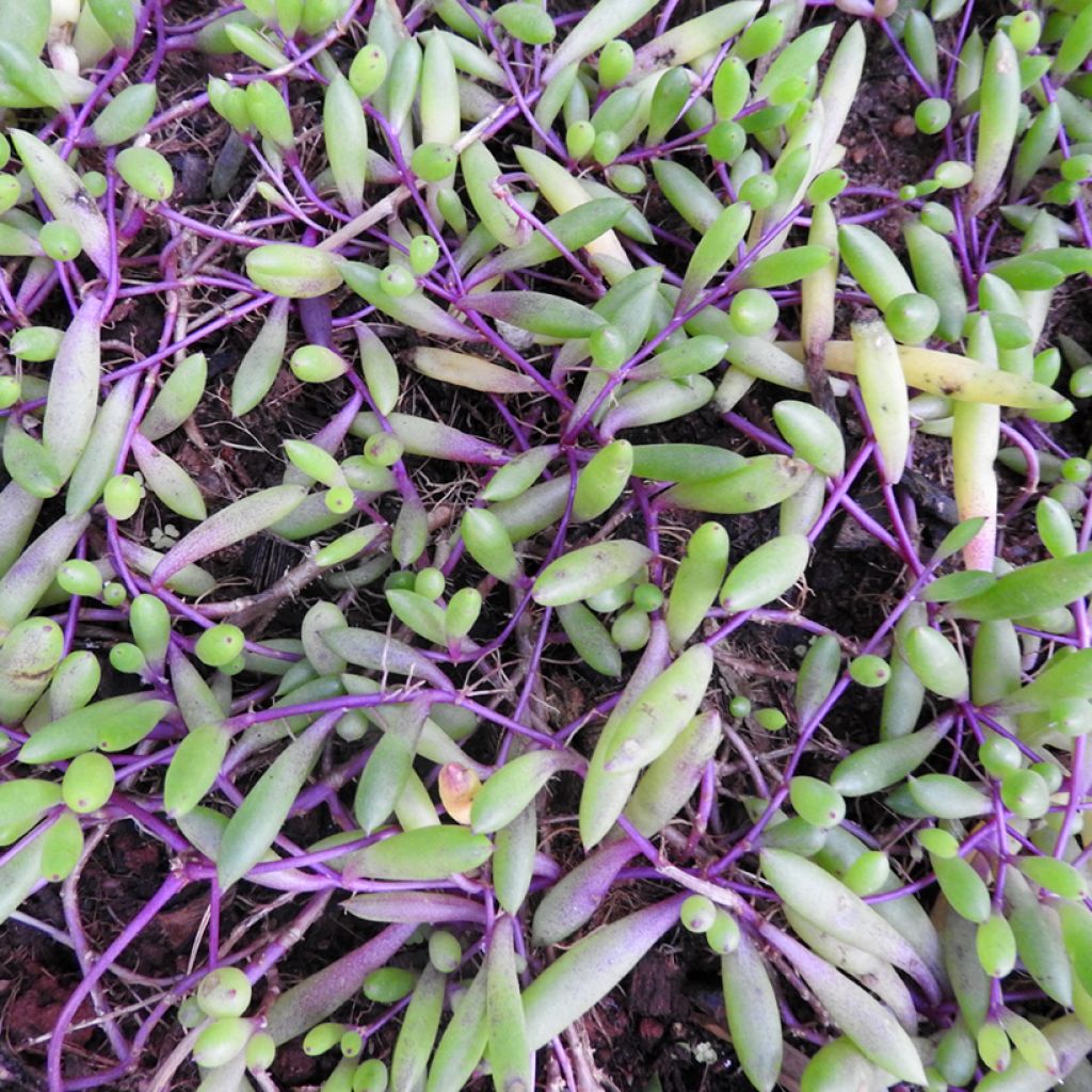 Pianta del rosario - Senecio herreianus Purple Flush