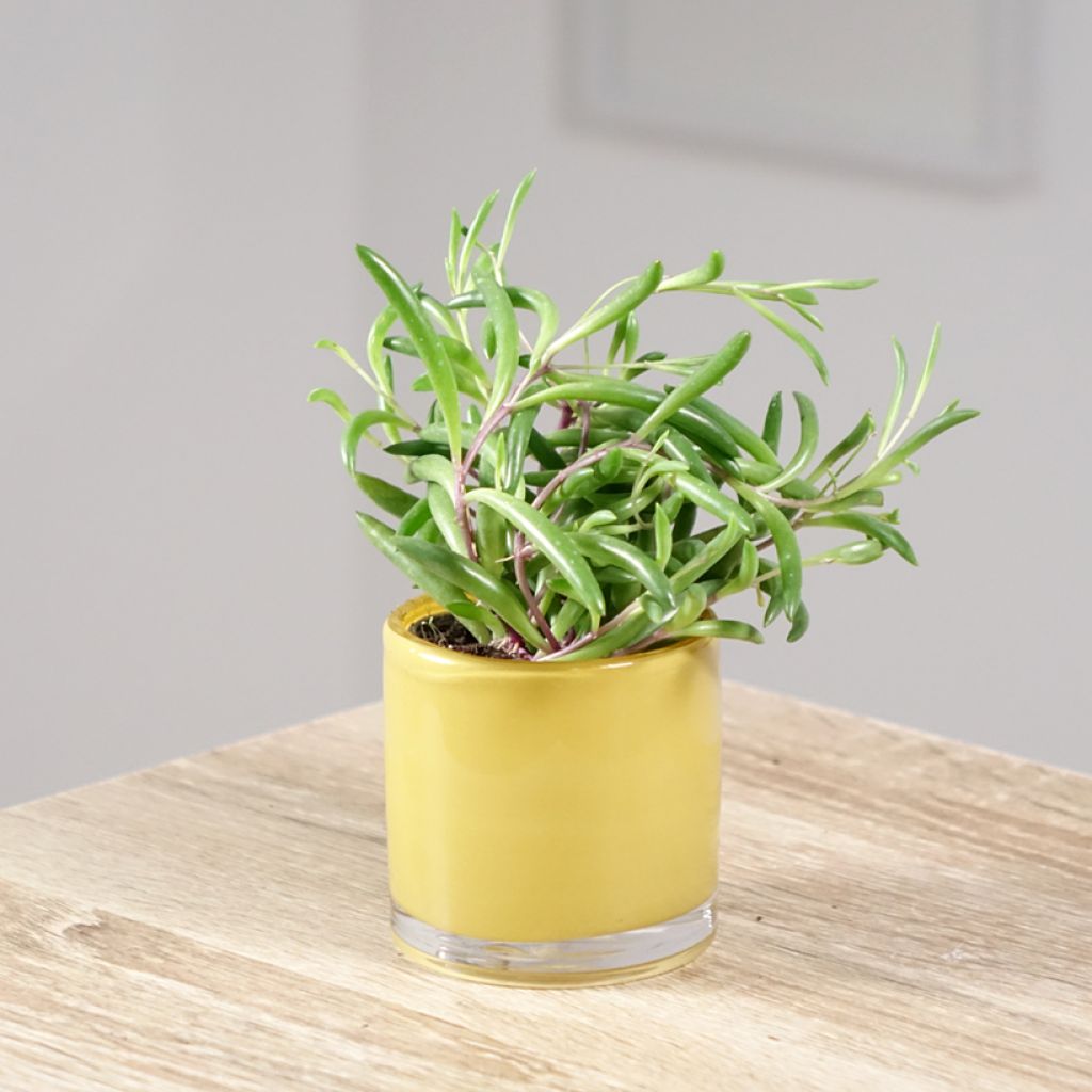 Pianta del rosario - Senecio herreianus Purple Flush