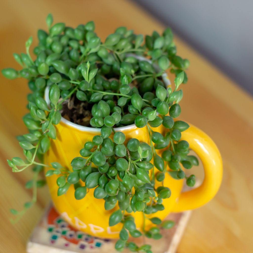 Pianta del rosario - Senecio herreianus