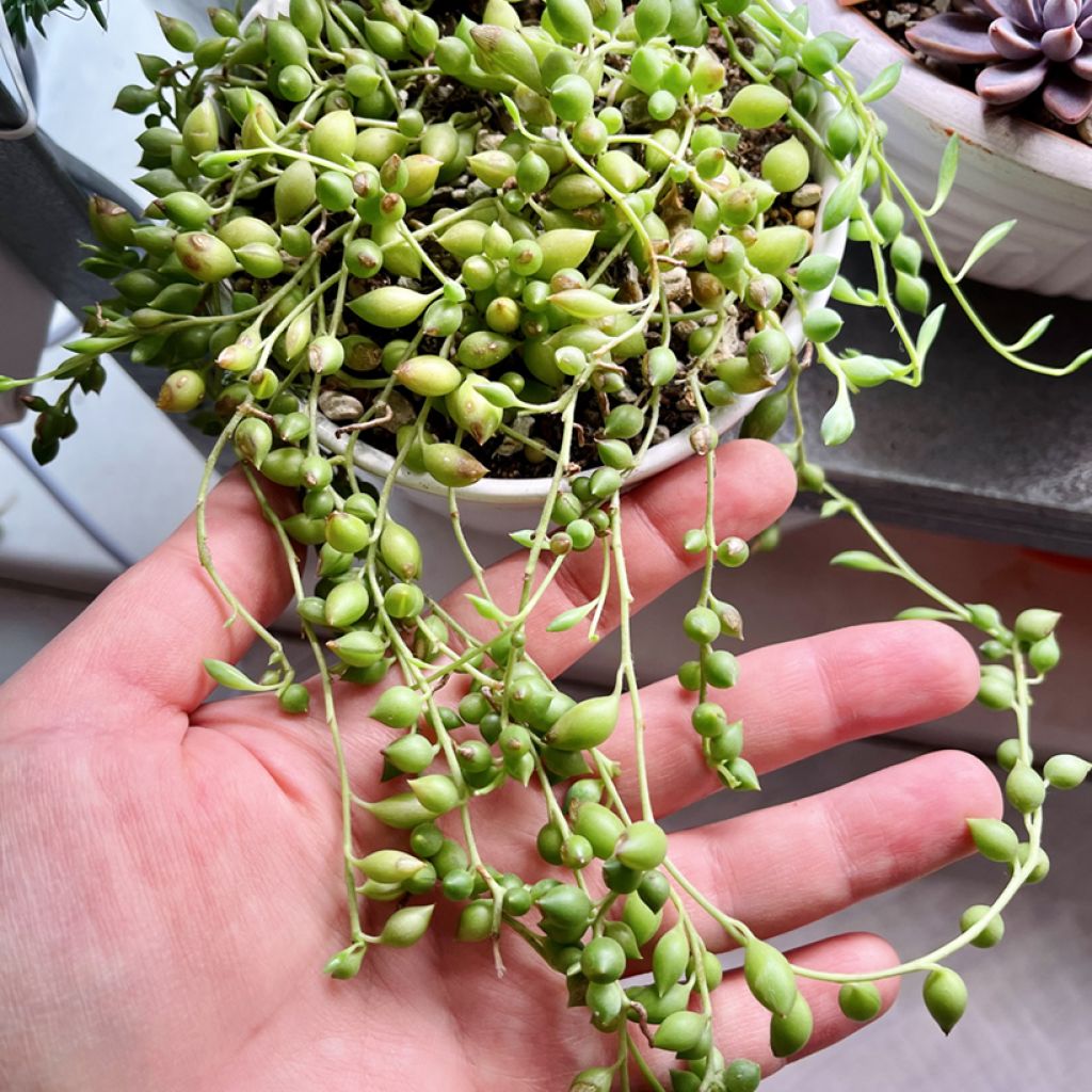 Pianta del rosario - Senecio herreianus