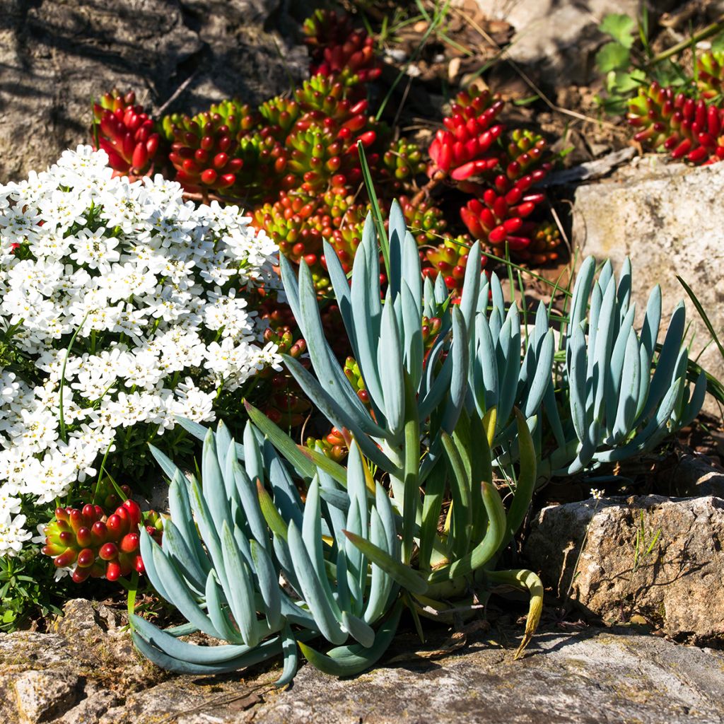 Senecio serpens - Plante succulente