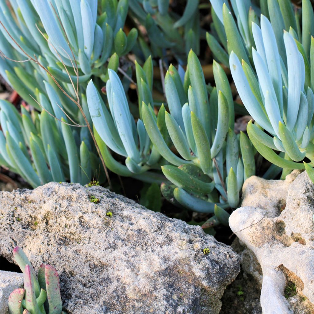 Senecio serpens Dwarf Blue