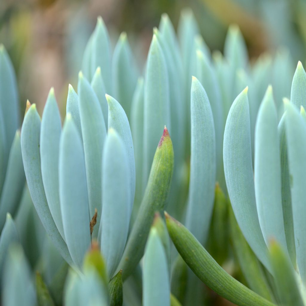 Senecio serpens Dwarf Blue