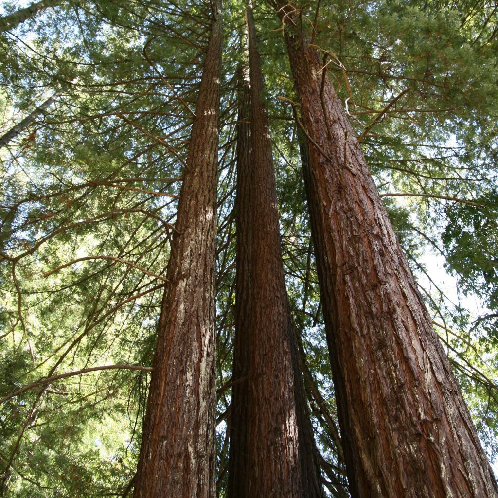 Sequoia sempervirens